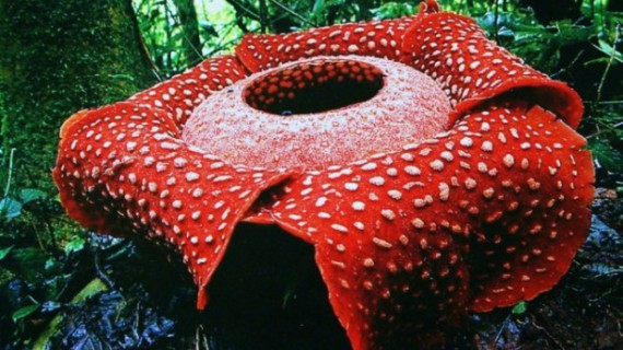 Раффлезия Арнольди – самый большой цветок в мире
