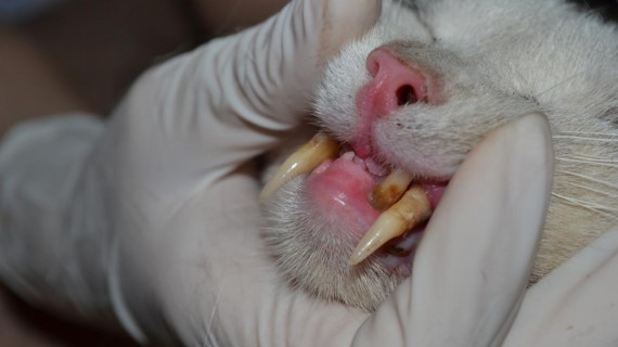 «Саблезубый» кот избавился от необычно длинных зубов