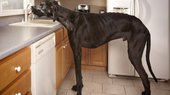 Дог «Зевс» или самая высокая собака в мире