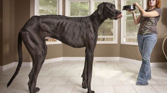 Дог «Зевс» или самая высокая собака в мире