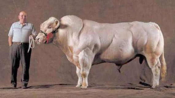 Бельгийский голубой бык – большой рогатый скот