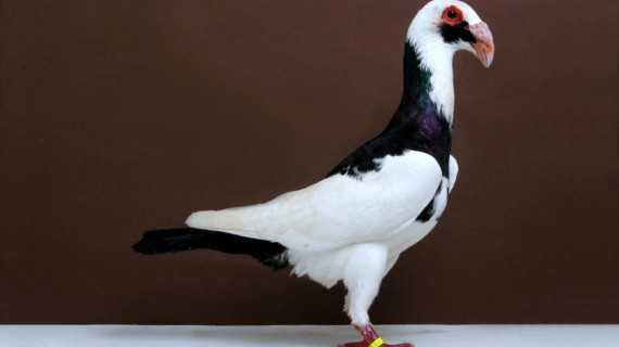 Необычные породы голубей: Подборка фото