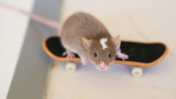 Шейн Уиллмот научил мышей кататься на скейтборде